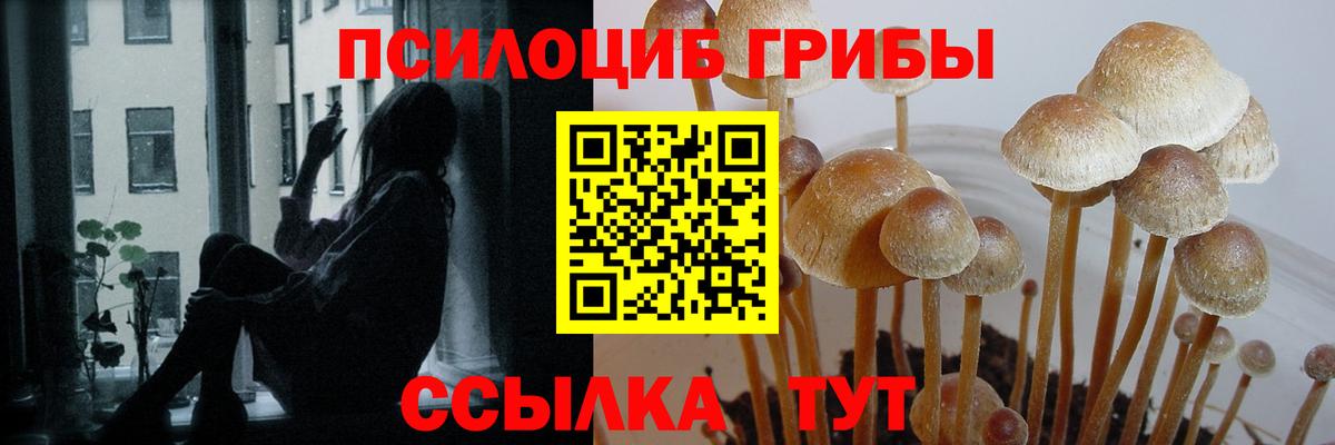 Галлюциногенные грибы Psilocybe  Вход с VPN  Карпинск 
